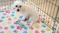 Tyson, a male Maltipoo for sale in Tucson, AZ – 6 of 10