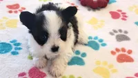 Baxter, a male Papillon for sale in Tucson, AZ – 7 of 9