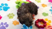 Ginger, a female Cavapoo and Poodle - Toy  for sale in Tucson, AZ – 3 of 10