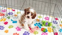 Buck, a male Cavapoo and Poodle - Toy  for sale in Tucson, AZ – 7 of 10