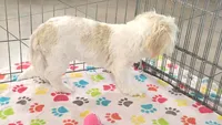 Holly, a female Shih Tzu for sale in Tucson, AZ – 3 of 9
