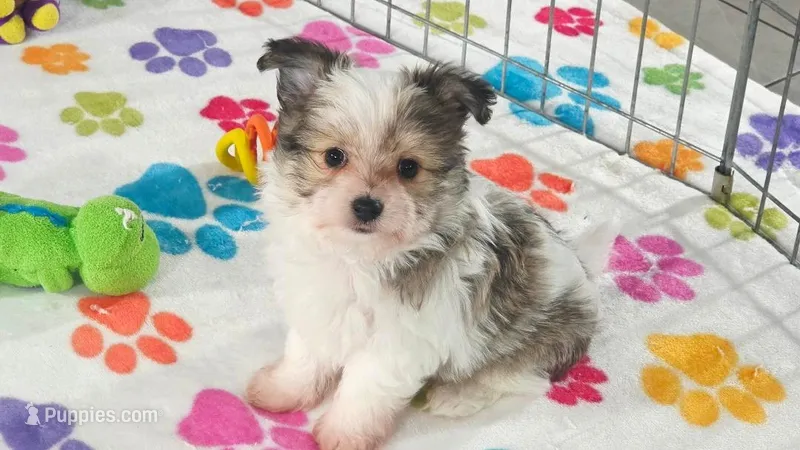 Duke – Maltese, Papillon puppy for sale in Tucson, AZ