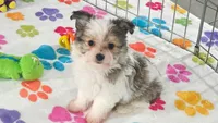Duke, a male Maltese and Papillon for sale in Tucson, AZ – 1 of 10