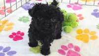 Cooper, a male Cavapoo and Poodle - Toy  for sale in Tucson, AZ – 8 of 10