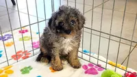 Layla, a female Cavapoo and Poodle - Toy  for sale in Tucson, AZ – 2 of 10