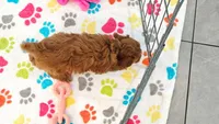 Dixie, a female Cavapoo for sale in Tucson, AZ – 6 of 10