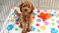 Otis, a male Cavapoo and Poodle - Miniature  for sale in Tucson, AZ – 7 of 10