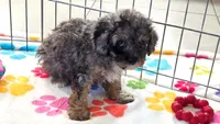 Layla, a female Cavapoo and Poodle - Toy  for sale in Tucson, AZ – 5 of 10