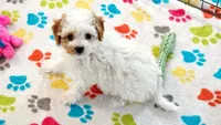 Gracie, a female Cavapoo and Poodle - Toy  for sale in Tucson, AZ – 9 of 10