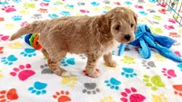 Harper, a female Cavapoo and Poodle - Miniature  for sale in Tucson, AZ – 5 of 10