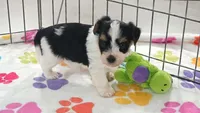 Bruno, a male Havashire for sale in Tucson, AZ – 8 of 10