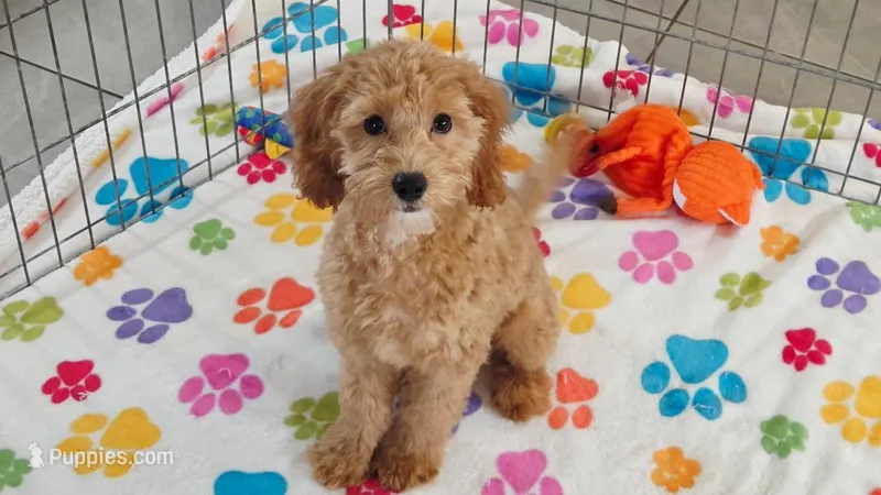 Frankie – Cavapoo, Poodle - Miniature  puppy for sale in Tucson, AZ