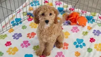 Frankie, a male Cavapoo and Poodle - Miniature  for sale in Tucson, AZ – 1 of 10