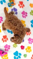 George, a male Cavapoo and Poodle - Toy  for sale in Tucson, AZ – 7 of 10
