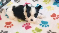 Baxter, a male Papillon for sale in Tucson, AZ – 2 of 9