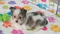 Duke, a male Maltese and Papillon for sale in Tucson, AZ – 10 of 10