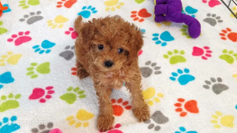 Layla – Cavapoo, Poodle - Toy  puppy for sale in Tucson, AZ