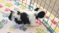 Dakota, a female Maltese and Papillon for sale in Tucson, AZ – 2 of 10