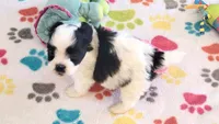 Ace, a male Maltese and Papillon for sale in Tucson, AZ – 1 of 9