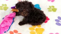 Nugget, a female Cockapoo and Poodle - Toy  for sale in Tucson, AZ – 6 of 9