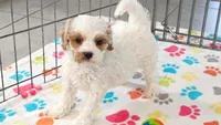 Hank, a male Cavapoo and Poodle - Toy  for sale in Tucson, AZ – 10 of 10