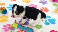 Bruno, a male Havashire for sale in Tucson, AZ – 6 of 10