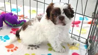 Ella, a female Shih Tzu and Poodle - Toy  for sale in Tucson, AZ – 10 of 10