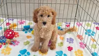 Frankie, a male Cavapoo and Poodle - Miniature  for sale in Tucson, AZ – 4 of 10