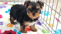 Luke, a male Yorkshire Terrier for sale in Tucson, AZ – 2 of 10
