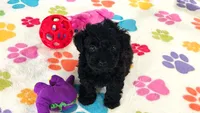 Cody, a male Yorkshire Terrier and Poodle - Toy  for sale in Tucson, AZ – 6 of 10