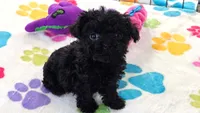 Cooper, a male Cavapoo and Poodle - Toy  for sale in Tucson, AZ – 6 of 10