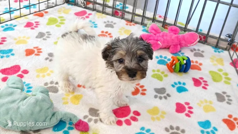Hunter – Havapoo puppy for sale in Tucson, AZ