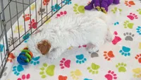 Gracie, a female Cavapoo and Poodle - Toy  for sale in Tucson, AZ – 8 of 10