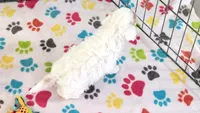Annie, a female Cavapoo and Poodle - Toy  for sale in Tucson, AZ – 5 of 10