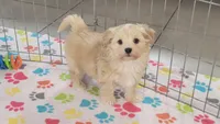 Albert, a male Havanese for sale in Tucson, AZ – 1 of 10