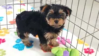 Oscar, a male Yorkshire Terrier for sale in Tucson, AZ – 2 of 9