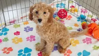 Frankie, a male Cavapoo and Poodle - Miniature  for sale in Tucson, AZ – 2 of 10