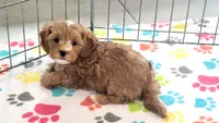 Bentley, a male Cavapoo for sale in Tucson, AZ – 10 of 10