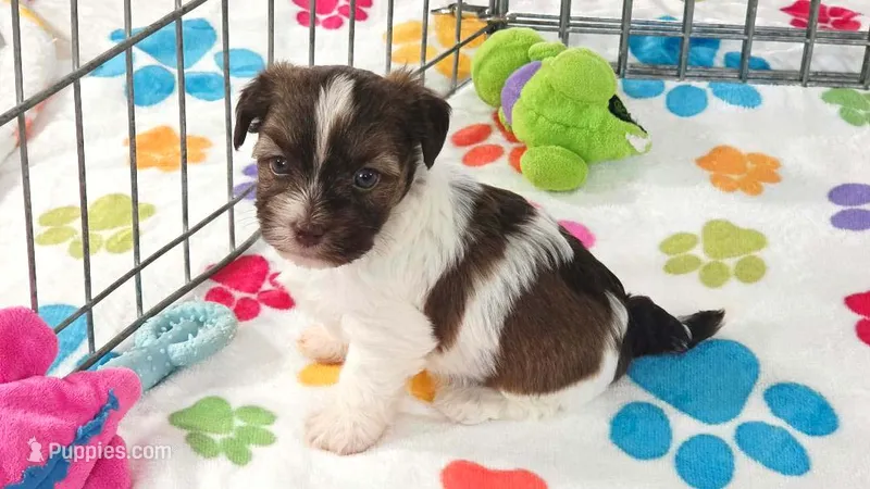 Tucker – Havashire puppy for sale in Tucson, AZ