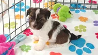 Tucker, a male Havashire for sale in Tucson, AZ – 1 of 10