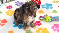 Marshall, a male Yorkshire Terrier and Poodle - Toy  for sale in Tucson, AZ – 2 of 10