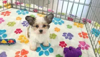 Dakota, a female Maltese and Papillon for sale in Tucson, AZ – 10 of 10