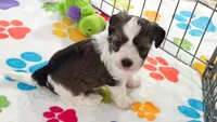 Jackson, a male Havashire for sale in Tucson, AZ – 5 of 10