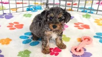 Rocky, a male Yorkshire Terrier and Poodle - Toy  for sale in Tucson, AZ – 2 of 10