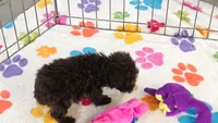 Nugget, a female Cockapoo and Poodle - Toy  for sale in Tucson, AZ – 2 of 9
