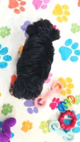 Oscar, a male Yorkshire Terrier for sale in Tucson, AZ – 8 of 9