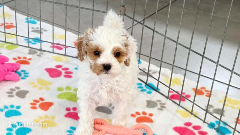 Hank – Cavapoo, Poodle - Toy  puppy for sale in Tucson, AZ