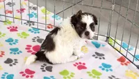Ella, a female Shih Tzu and Poodle - Toy  for sale in Tucson, AZ – 5 of 10