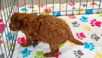 Amber, a female Cavapoo and Poodle - Miniature  for sale in Tucson, AZ – 10 of 10