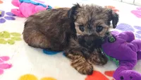 Jasmine, a female Yorkshire Terrier and Poodle - Toy  for sale in Tucson, AZ – 9 of 10